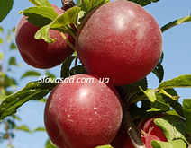 Бірікокколо Нострано (Biricoccolo Nostrano) (жердель)